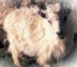 Cachemire