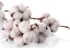 Coton